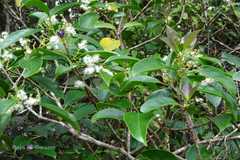 Symplocos cochinchinensis